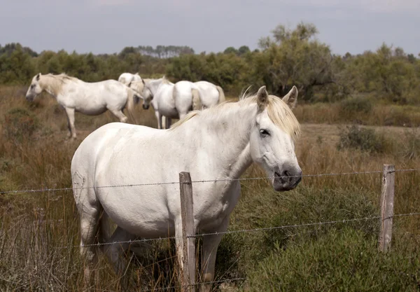 Λευκά άλογα — Φωτογραφία Αρχείου