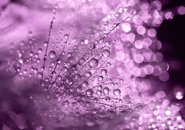 Hermosas gotas de rocío púrpura — Foto de Stock