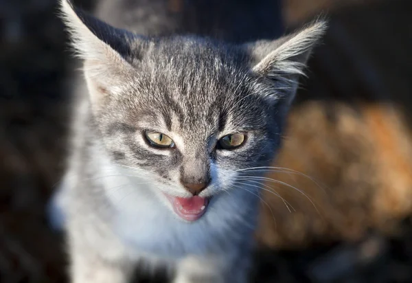 Mewing small cat — Stock Photo, Image