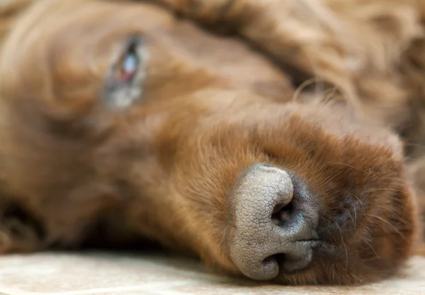 Hond neus close-up — Stockfoto