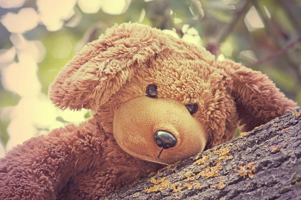 Carino orso giocattolo — Foto Stock