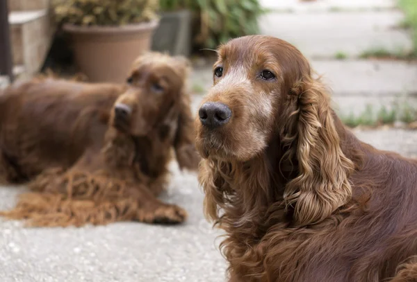 Setter irlandês retrato — Fotografia de Stock