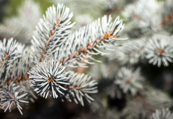 Primer plano del árbol de pino — Foto de Stock