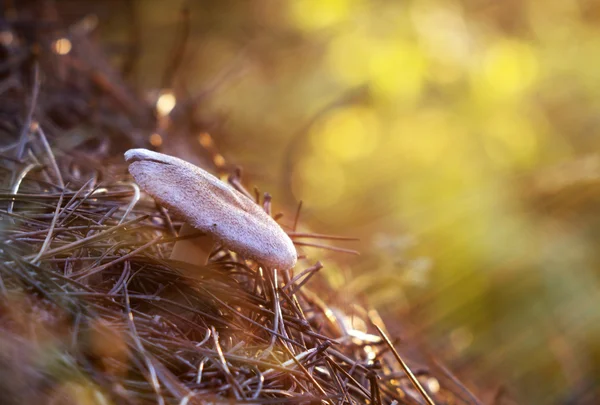 Seta de otoño en el bosque — Foto de Stock