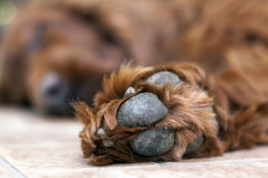 Köpek pençe uyku