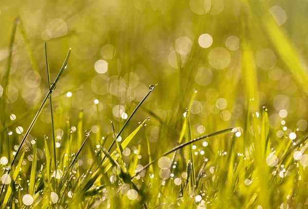 Herbe de rosée du matin — Photo