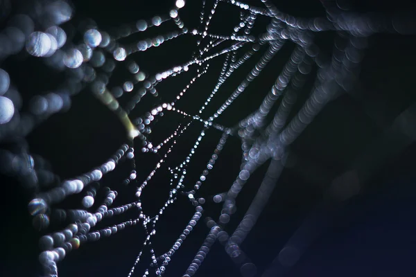 Dewdrops em uma teia de aranha — Fotografia de Stock