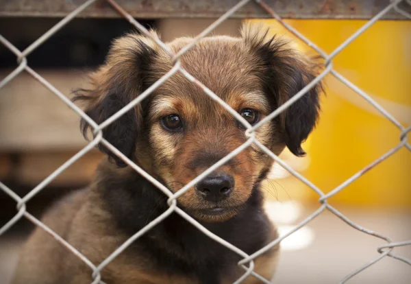 Cachorrinho cão triste — Fotografia de Stock