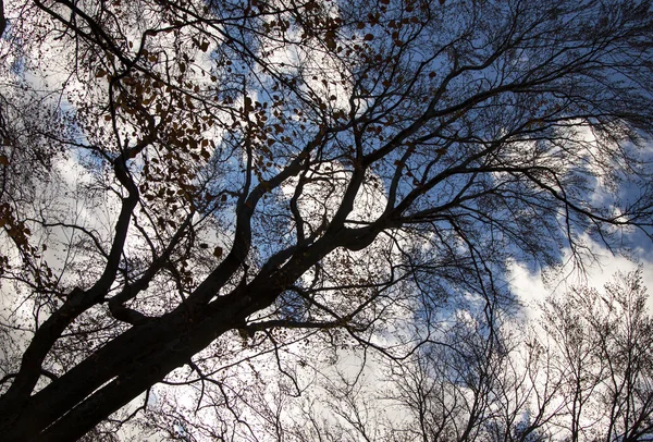 Tree silhouette background — Stock Photo, Image