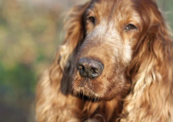 Naso e museruola del cane — Foto Stock