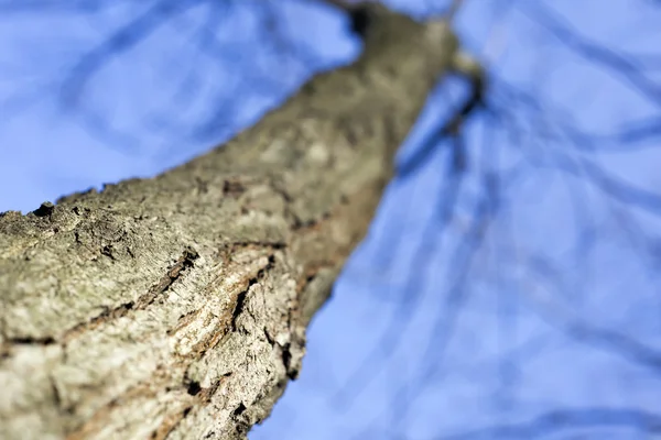 Detalles de la corteza del árbol — Foto de Stock