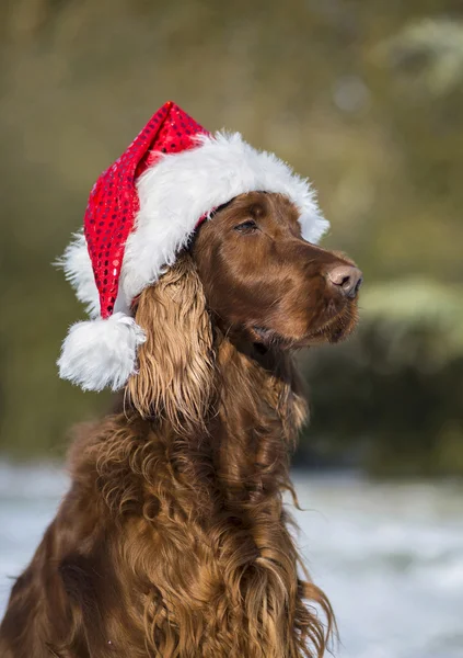 Собака в шляпе Санта Клауса — стоковое фото