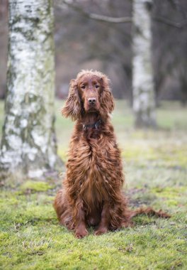 güzel İrlandalı kanepe 