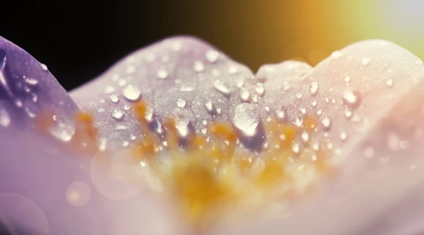 Flores y gotas de lluvia — Foto de Stock