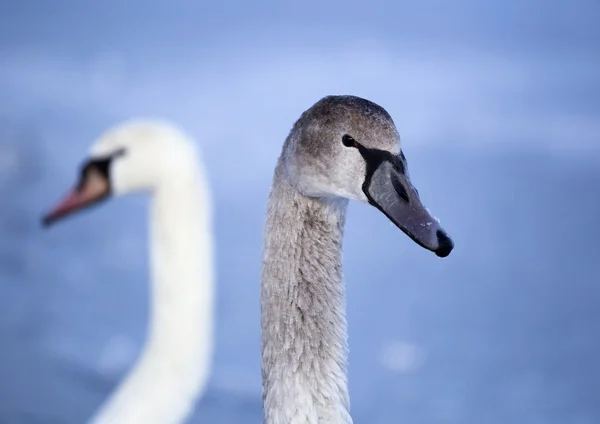 Bellissimo ritratto di cigno — Foto Stock