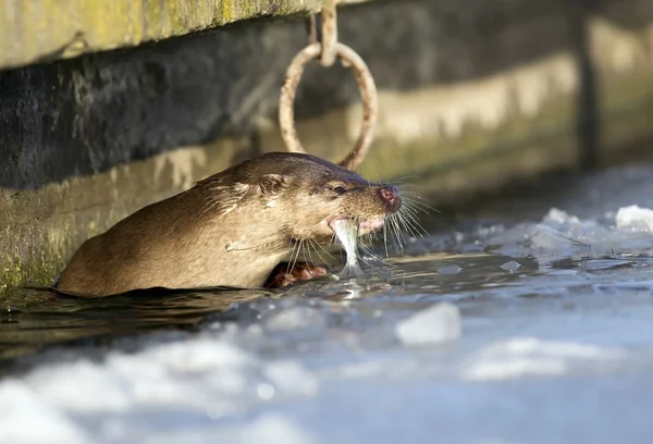 Otter eating fish — Stock Photo, Image