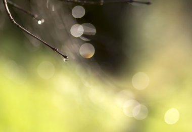 taze doğa arka plan