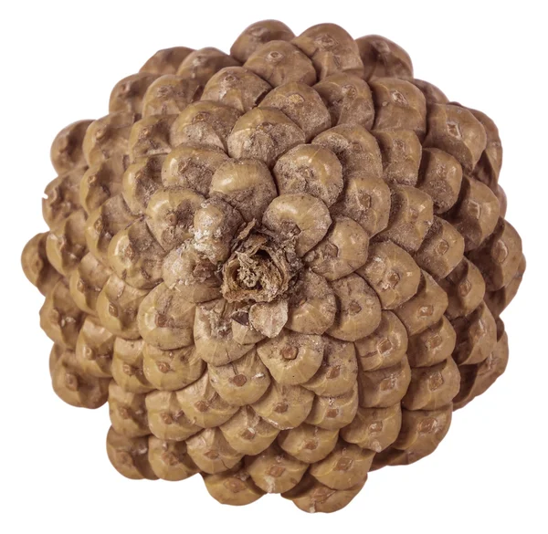 Pine cone isolated Stock Image