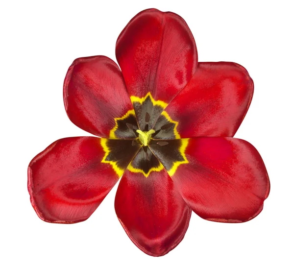 Tulipán aislado - Rojo — Foto de Stock