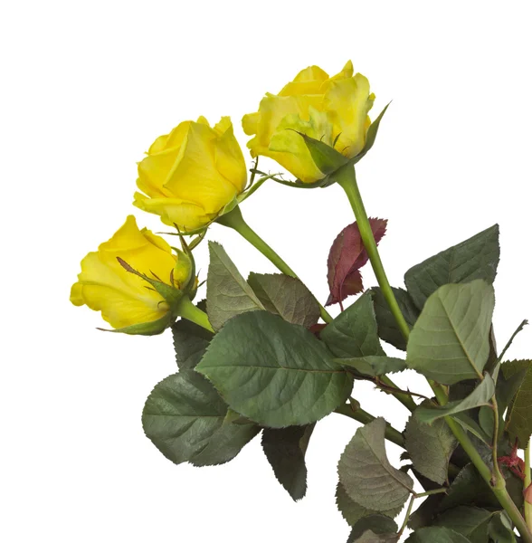 Rosas - amarillo aislado — Foto de Stock