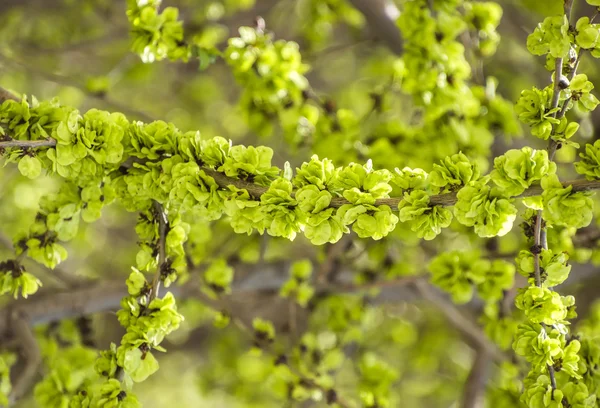 Branche avec jeunes feuilles — Photo