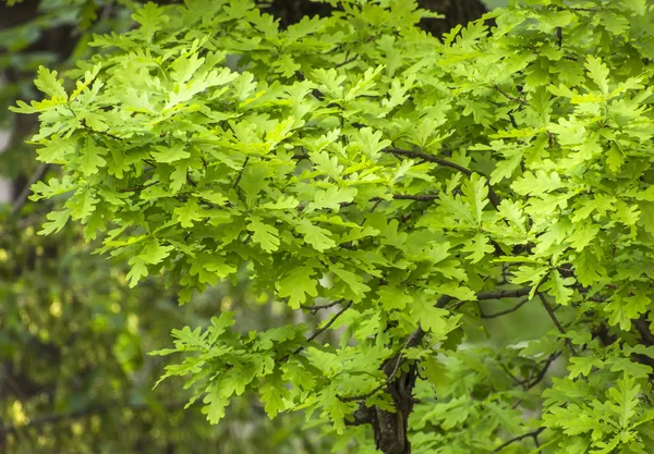 Oaken lämnar under våren — Stockfoto