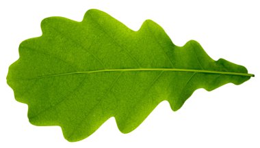 izole Meşe yaprağı