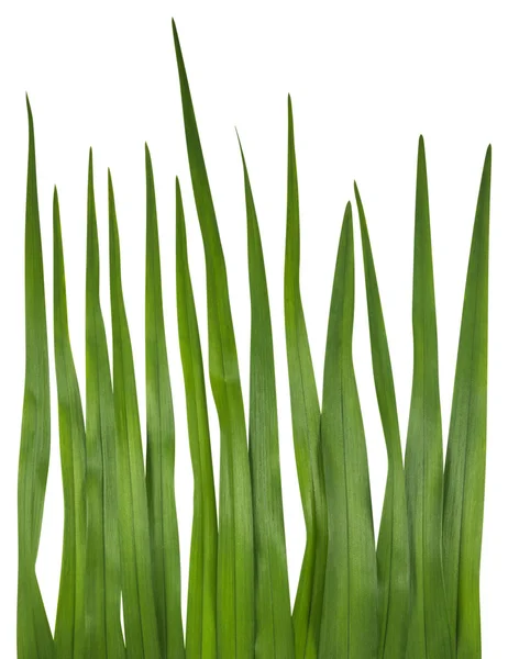 Grassprietje geïsoleerd op wit — Stockfoto