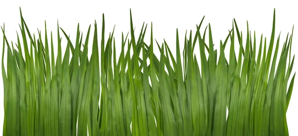 Trawę na białym tle — Zdjęcie stockowe