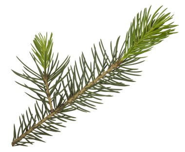 izole köknar ağacı dalı