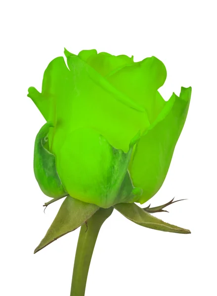 Vert rose isolé — Photo