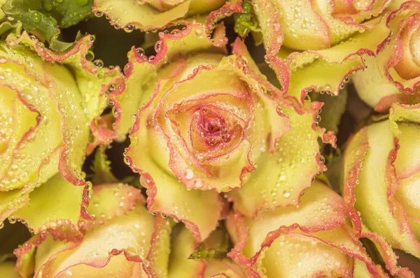 Harmat - Sárga Rózsa — Stock Fotó