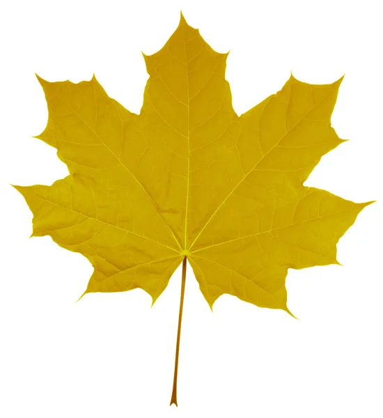 Esdoornblad geïsoleerd - geel — Stockfoto