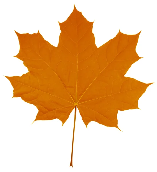 Klonowy liść na białym tle - Orange — Zdjęcie stockowe