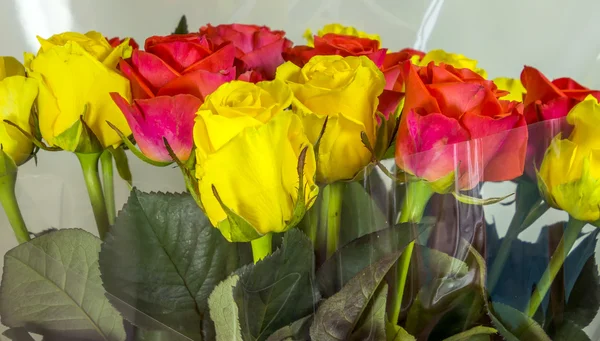 Rosas - amarelo e vermelho — Fotografia de Stock