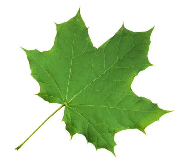 Кленовий лист ізольовані - зелений — стокове фото