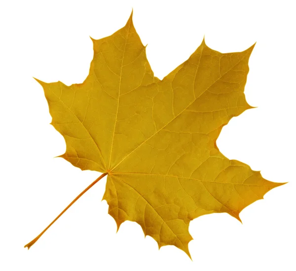 Maple Leaf isolerade - gul — Stockfoto