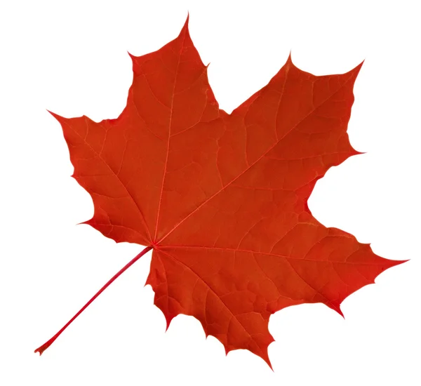 Maple Leaf isolated - Red — Stock Photo, Image