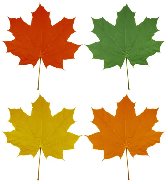 Esdoorn bladeren - kleurrijke — Stockfoto