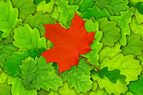 Red maple leaf over green oak leaves