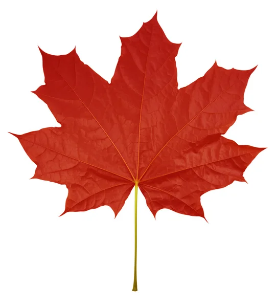 Maple Leaf isolated - Red — Stock Photo, Image