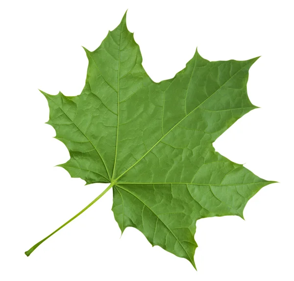 Maple Leaf isolerade - grön — Stockfoto