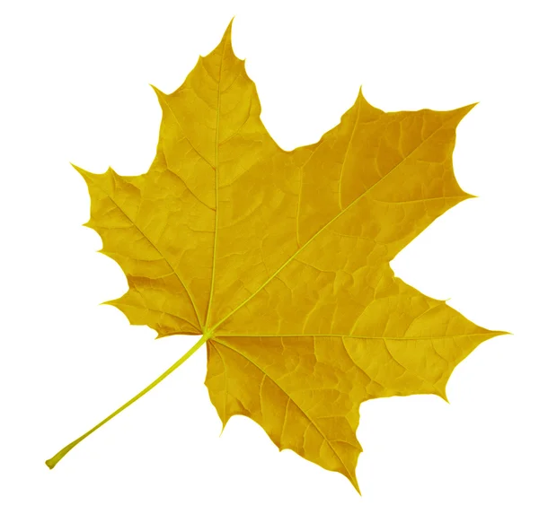 Klonowy liść na białym tle - żółty — Zdjęcie stockowe