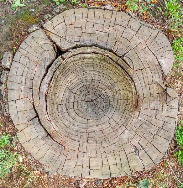 Tree rings old wood