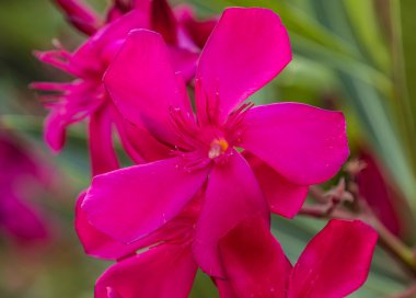 Hibiscus çiçek arka plan