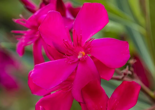 ハイビスカスの花の背景 — ストック写真