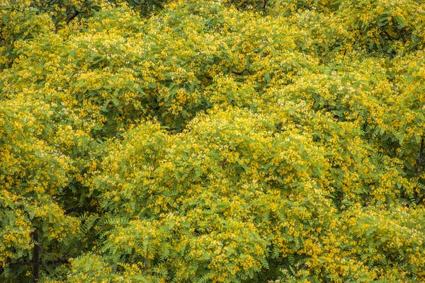 Acacia albero sfondo — Foto Stock