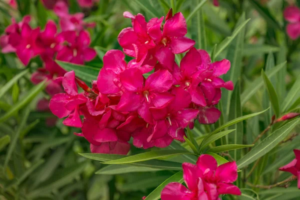 ハイビスカスの花の背景 — ストック写真