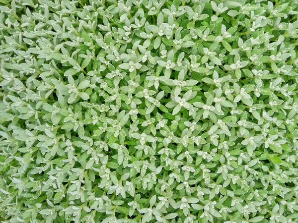 Zielone liście tło — Zdjęcie stockowe