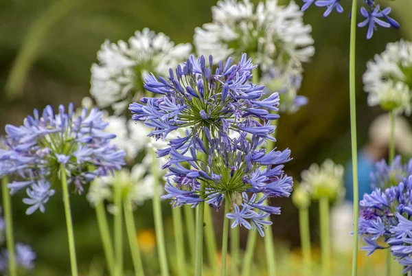 Blå blommor bakgrund — Stockfoto